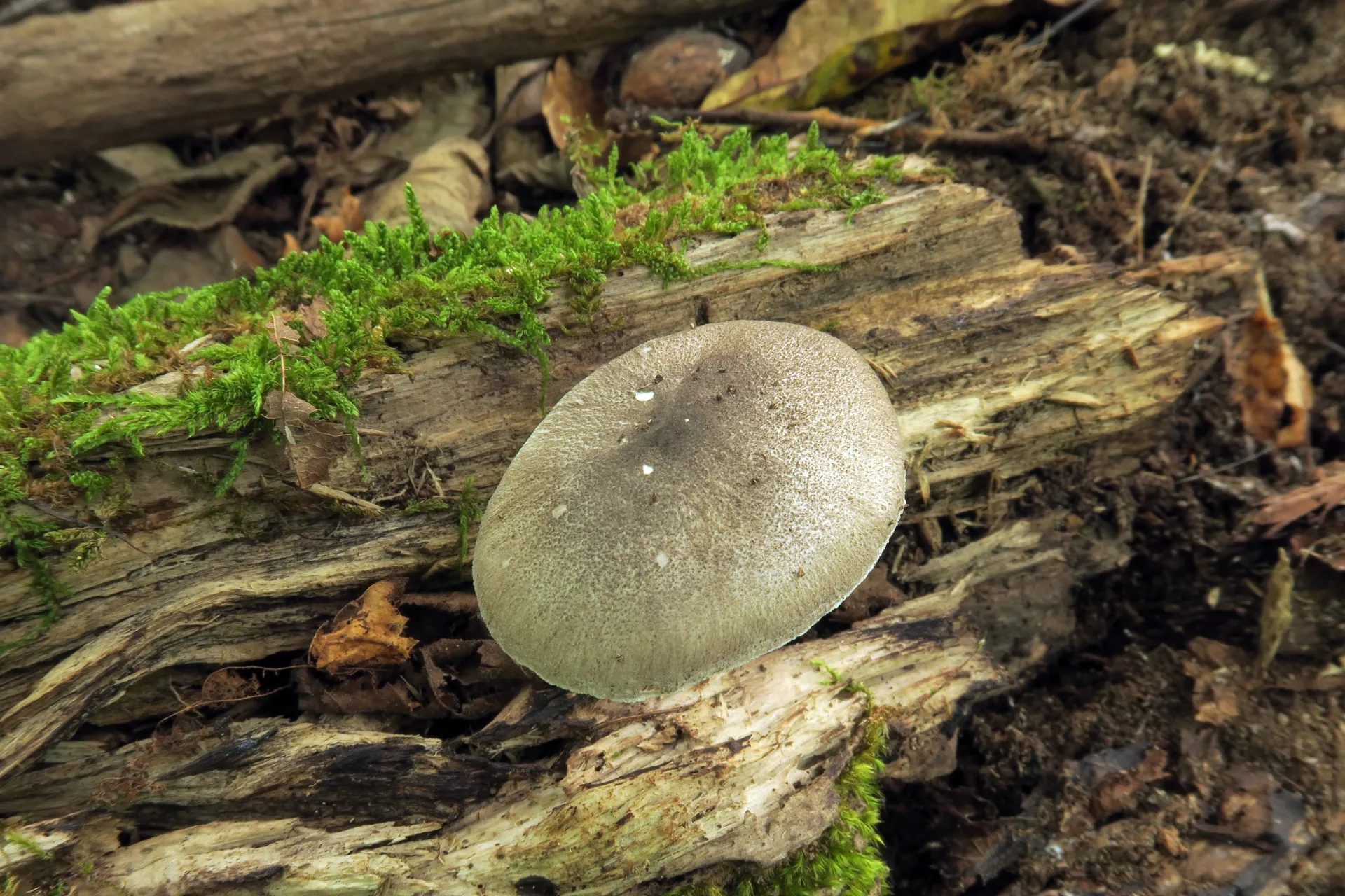 Pluteus ephebeus - 1 - IMG_4331